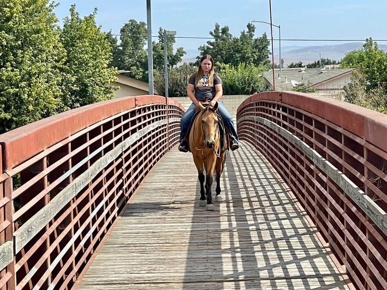 American Quarter Horse Wałach 9 lat 150 cm Jelenia in Paso Robles, CA