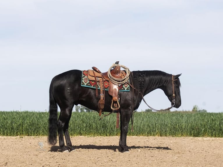 American Quarter Horse Wałach 9 lat 150 cm Kara in Caldwell, ID
