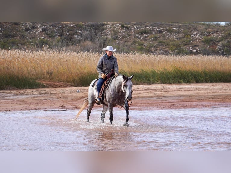 American Quarter Horse Wałach 9 lat 150 cm Siwa jabłkowita in Canyon TX