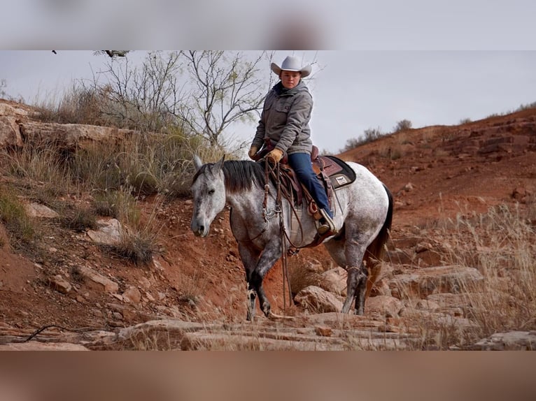 American Quarter Horse Wałach 9 lat 150 cm Siwa jabłkowita in Canyon TX
