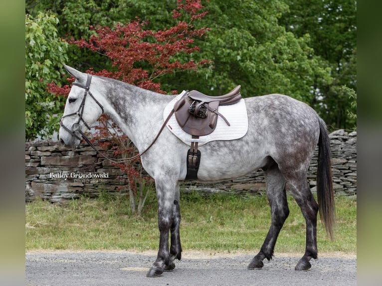 American Quarter Horse Wałach 9 lat 150 cm Siwa jabłkowita in Everett PA