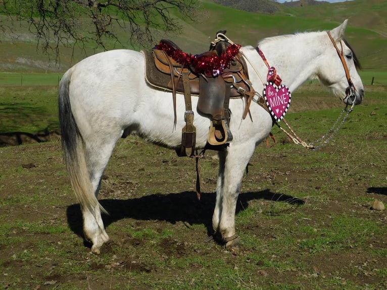 American Quarter Horse Wałach 9 lat 150 cm Siwa jabłkowita in Hollister CA