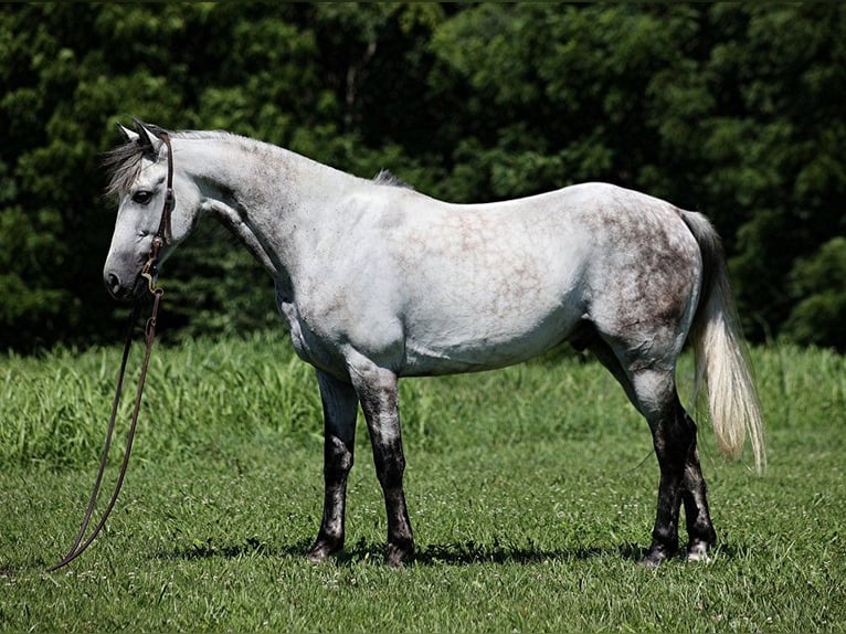 American Quarter Horse Wałach 9 lat 150 cm Siwa jabłkowita in Somerset KY