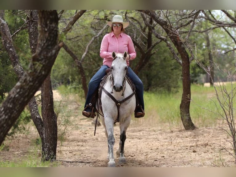 American Quarter Horse Wałach 9 lat 150 cm Siwa in Joshua, TX