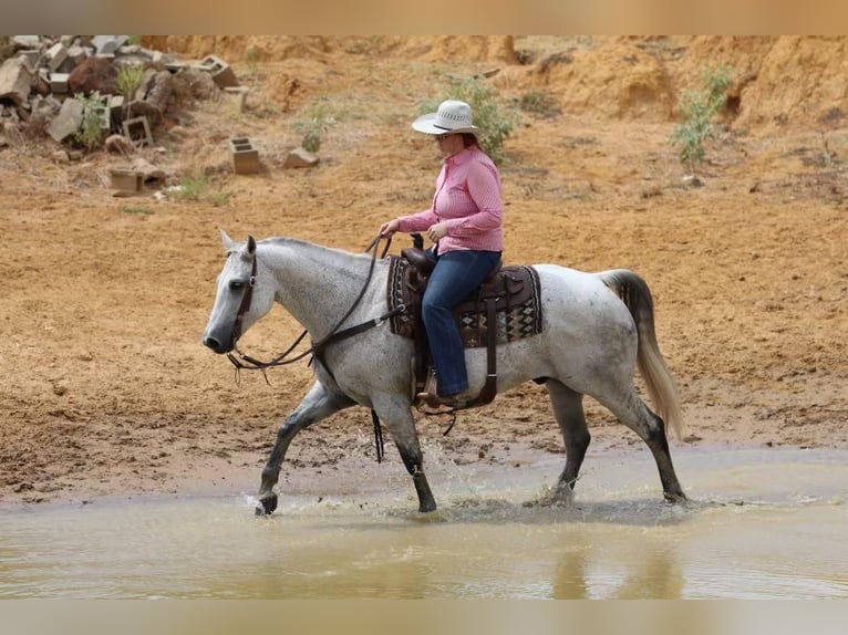American Quarter Horse Wałach 9 lat 150 cm Siwa in Joshua, TX