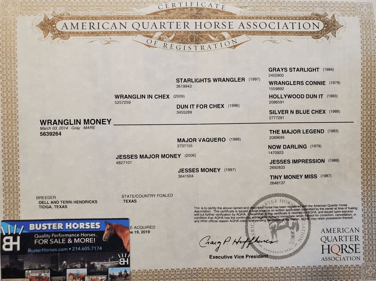 American Quarter Horse Wałach 9 lat 150 cm Siwa in Weatherford TX
