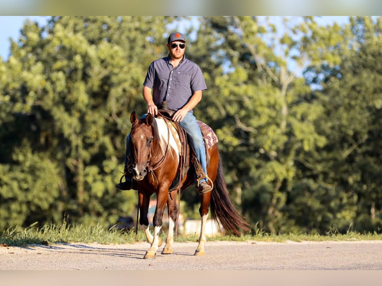 American Quarter Horse Wałach 9 lat 150 cm Tobiano wszelkich maści in Santa Fe, TN