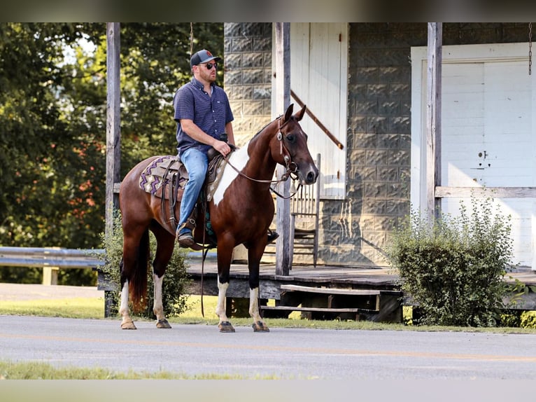 American Quarter Horse Wałach 9 lat 150 cm Tobiano wszelkich maści in Santa Fe, TN