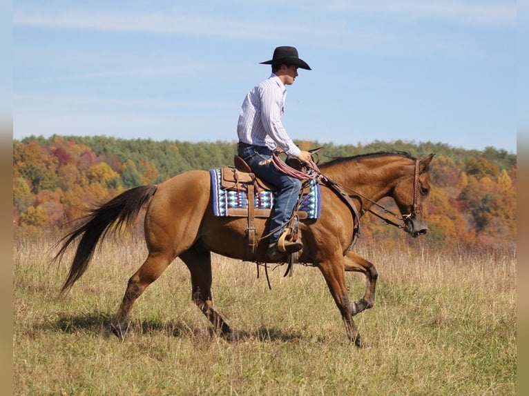 American Quarter Horse Wałach 9 lat 152 cm Bułana in Brodhead Ky