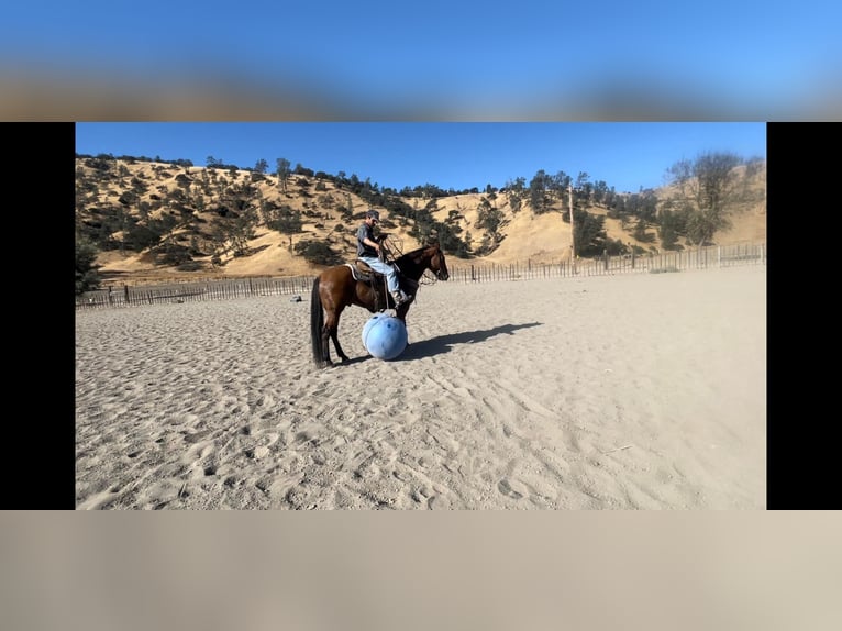 American Quarter Horse Wałach 9 lat 152 cm Bułana in Paicines CA