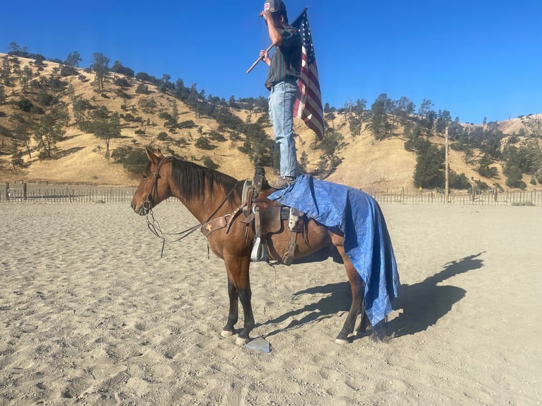 American Quarter Horse Wałach 9 lat 152 cm Bułana in Paicines CA