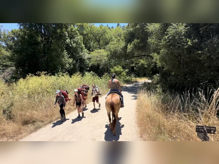 American Quarter Horse Wałach 9 lat 152 cm Bułana in Pleasant Grove CA