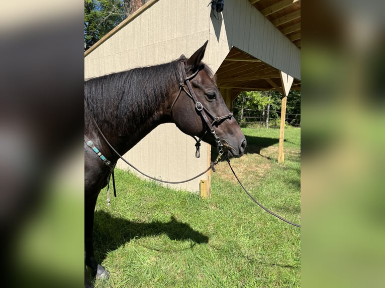 American Quarter Horse Wałach 9 lat 152 cm Ciemnogniada in Eddington