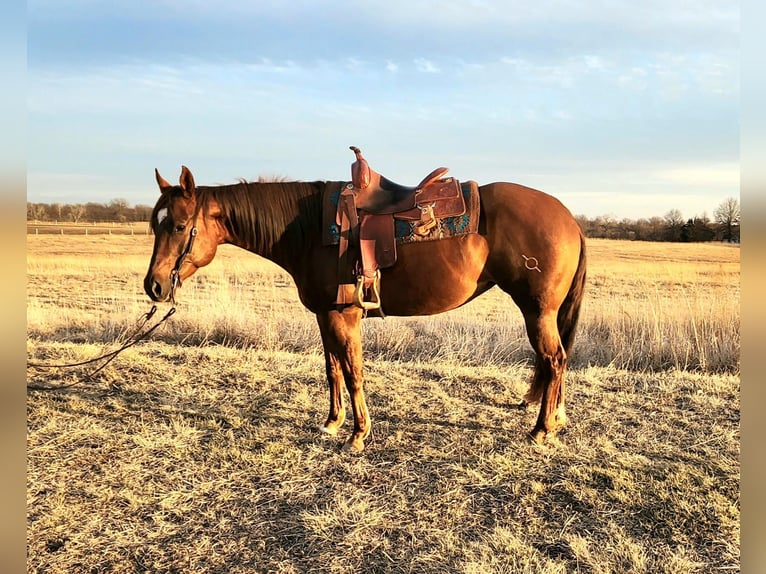 American Quarter Horse Wałach 9 lat 152 cm Ciemnokasztanowata in Cameron MO