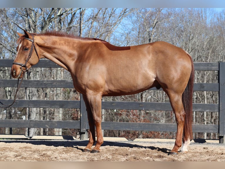 American Quarter Horse Wałach 9 lat 152 cm Cisawa in Cherryville NC