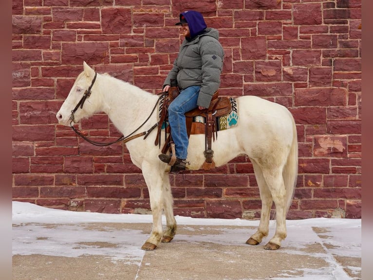 American Quarter Horse Mix Wałach 9 lat 152 cm Cremello in Valley Springs, SD