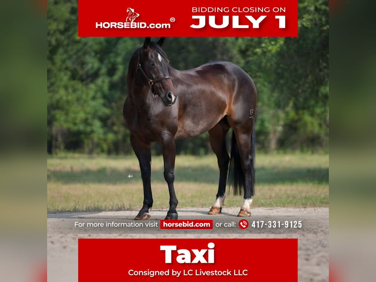 American Quarter Horse Wałach 9 lat 152 cm Gniada in Weatherford, TX