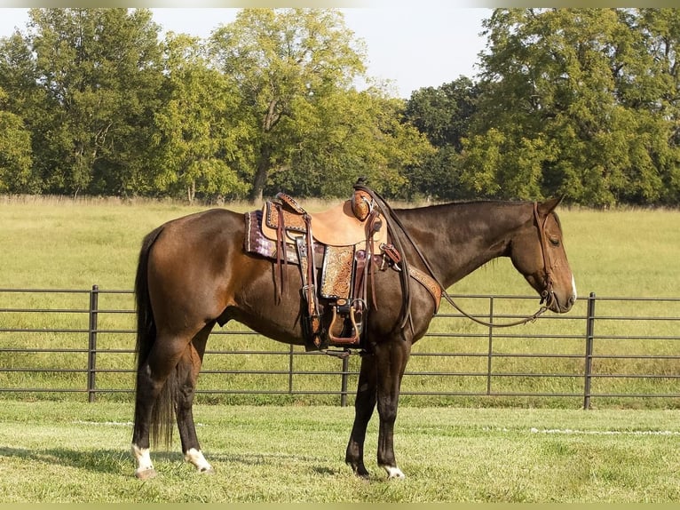 American Quarter Horse Wałach 9 lat 152 cm Gniada in Buffalo