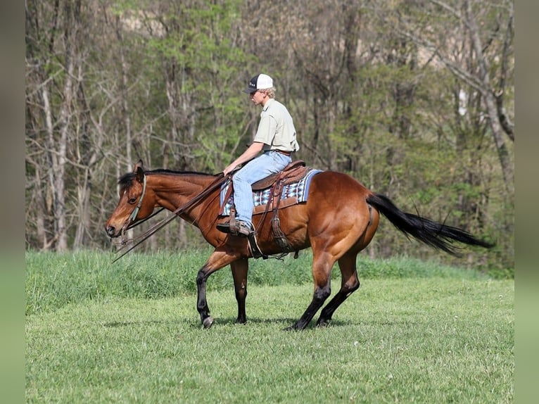 American Quarter Horse Wałach 9 lat 152 cm Gniada in LEvel Green Ky