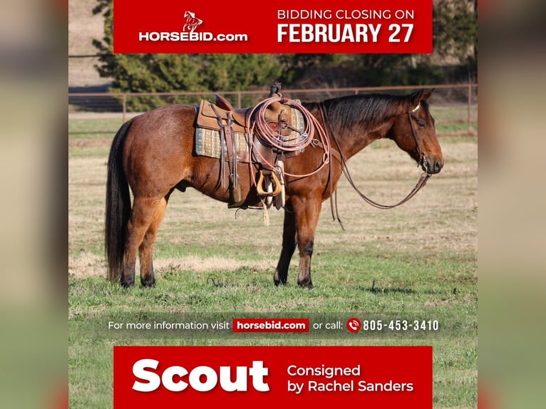 American Quarter Horse Wałach 9 lat 152 cm Gniadodereszowata in Joshua, TX