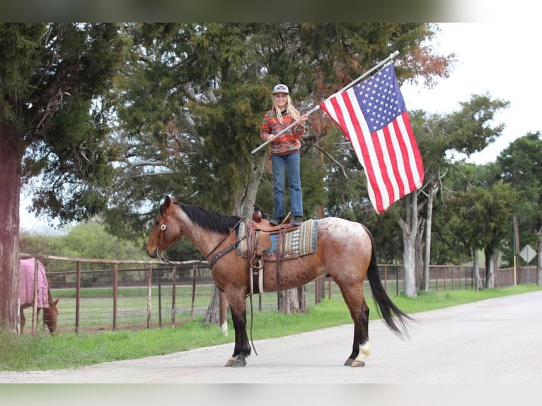 American Quarter Horse Wałach 9 lat 152 cm Gniadodereszowata in Joshua, TX