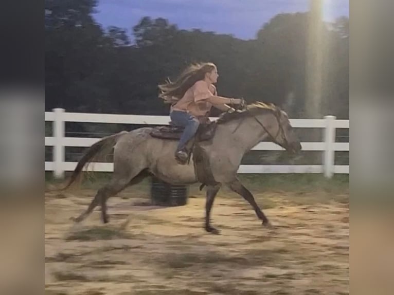 American Quarter Horse Wałach 9 lat 152 cm Grullo in Pickens SC