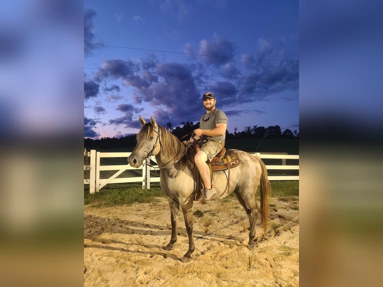 American Quarter Horse Wałach 9 lat 152 cm Grullo in Pickens SC