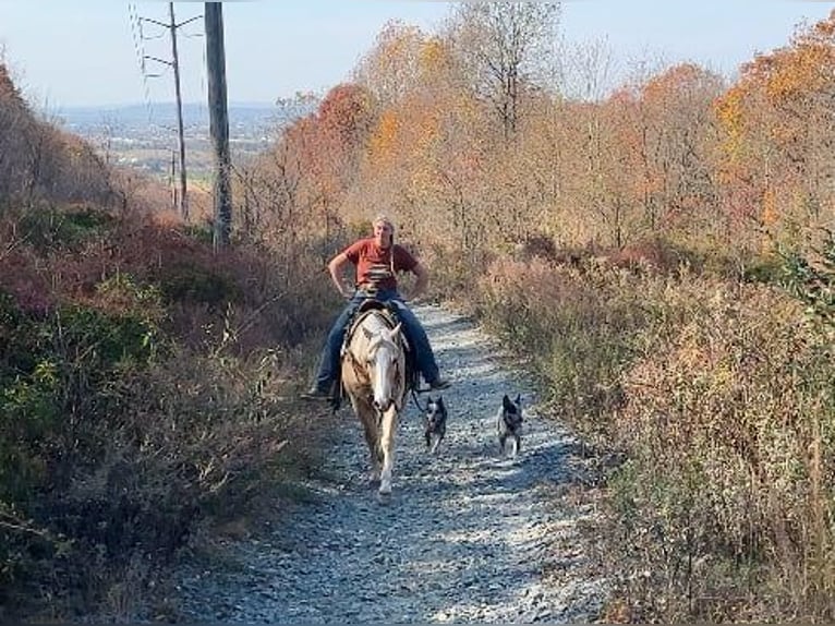 American Quarter Horse Wałach 9 lat 152 cm Izabelowata in Honey Brook