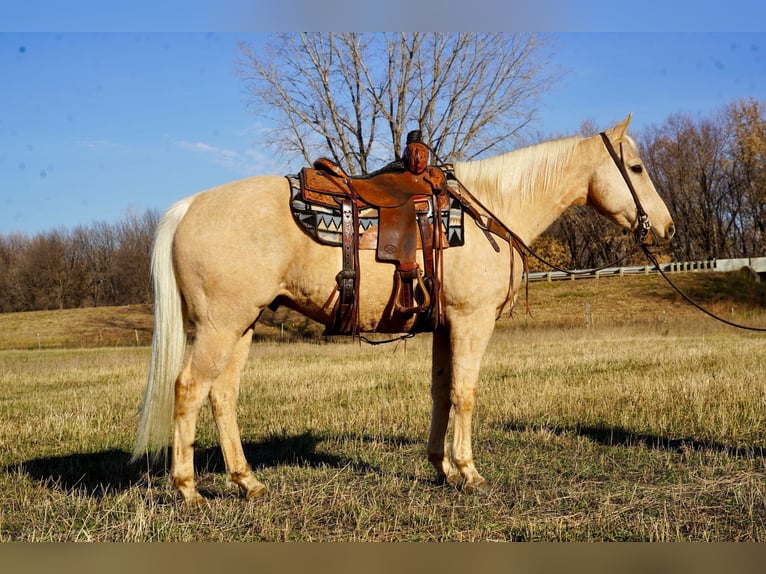 American Quarter Horse Wałach 9 lat 152 cm Izabelowata in Valley Springs