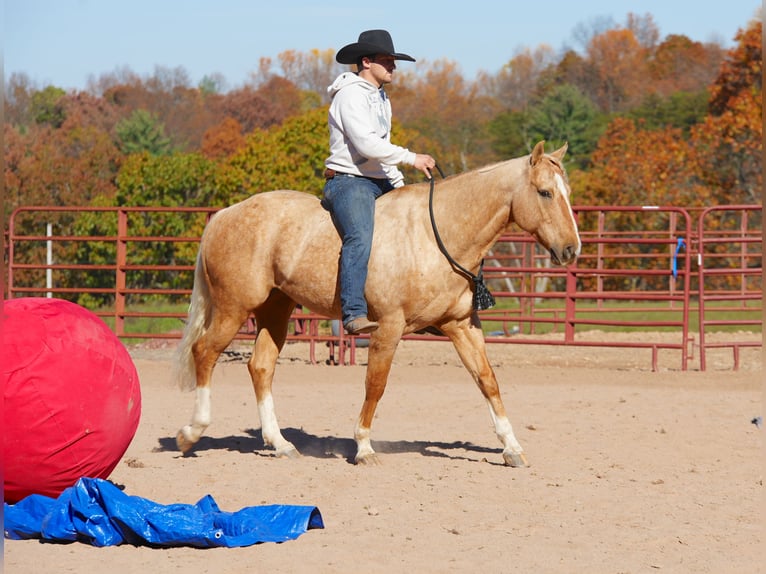 American Quarter Horse Wałach 9 lat 152 cm Izabelowata in Needmore, PA