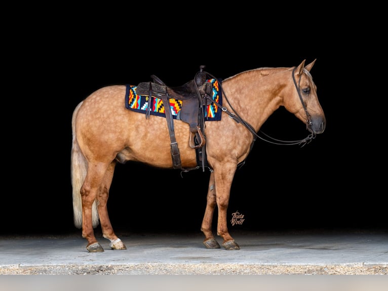 American Quarter Horse Wałach 9 lat 152 cm Izabelowata in Holland, IA