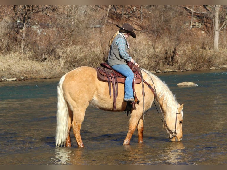 American Quarter Horse Wałach 9 lat 152 cm Izabelowata in Cooksburg