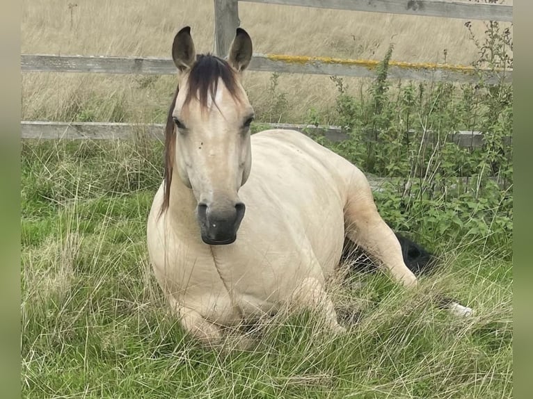 American Quarter Horse Wałach 9 lat 152 cm Jelenia in Hook Hamoshire