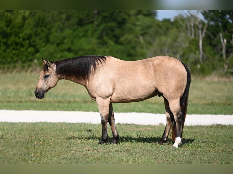 American Quarter Horse Wałach 9 lat 152 cm Jelenia in Waco