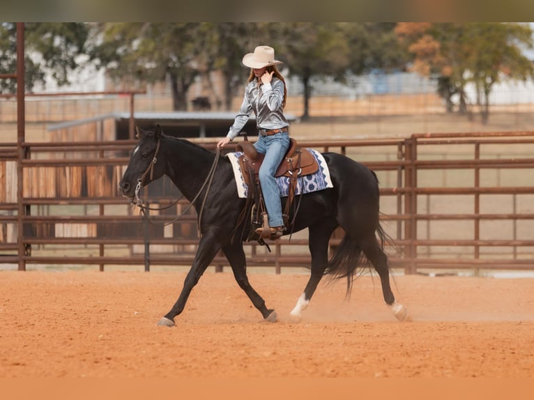 American Quarter Horse Wałach 9 lat 152 cm Kara in Weatherford TX