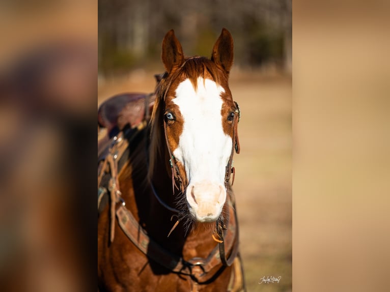 American Quarter Horse Wałach 9 lat 152 cm Kasztanowata in Greenville, KY
