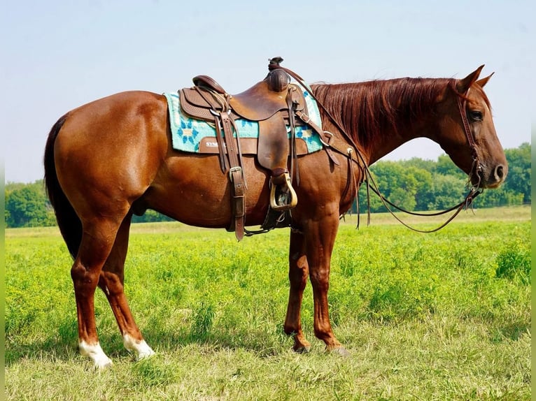 American Quarter Horse Wałach 9 lat 152 cm Kasztanowatodereszowata in Valley Springs