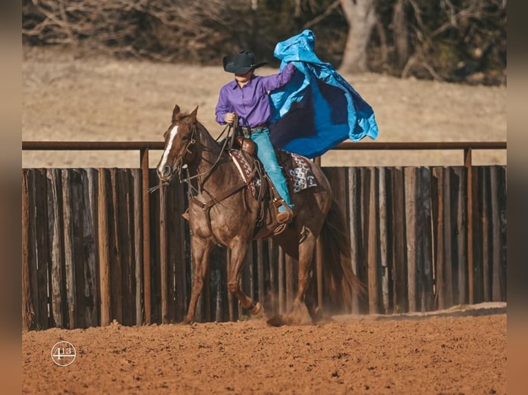 American Quarter Horse Wałach 9 lat 152 cm Kasztanowatodereszowata in Weatherford, TX