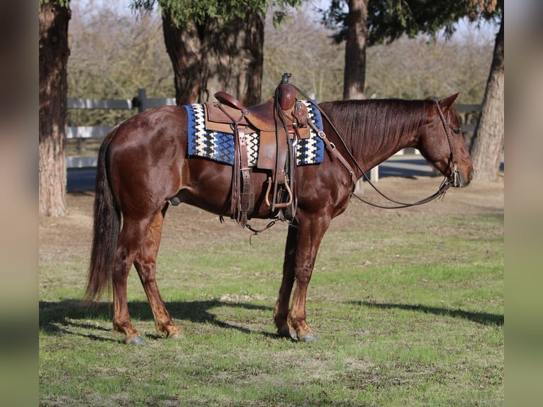 American Quarter Horse Wałach 9 lat 152 cm Kasztanowatodereszowata in Waterford