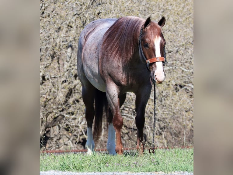 American Quarter Horse Wałach 9 lat 152 cm Kasztanowatodereszowata in Jacksboro TX