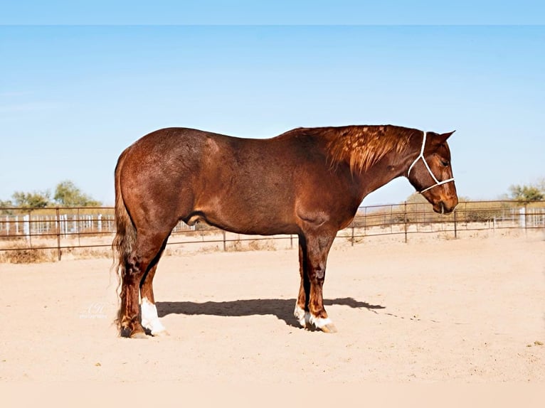American Quarter Horse Wałach 9 lat 152 cm Kasztanowatodereszowata in Wickenburg AZ