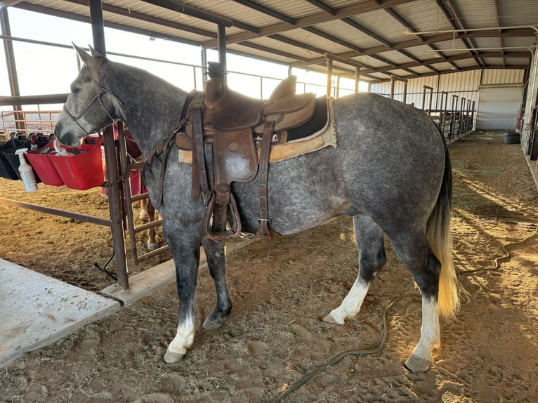 American Quarter Horse Wałach 9 lat 152 cm Siwa jabłkowita in Cisco, TX