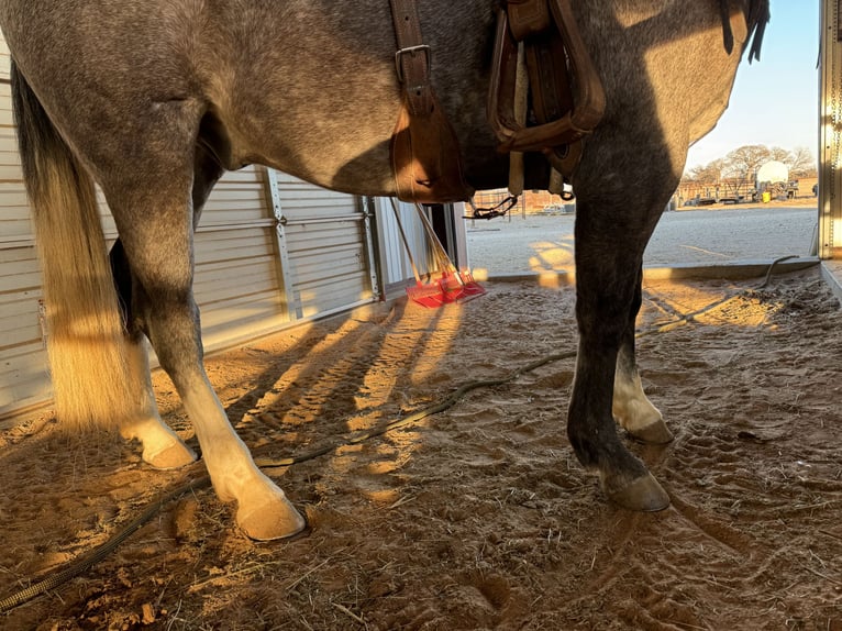 American Quarter Horse Wałach 9 lat 152 cm Siwa jabłkowita in Cisco, TX