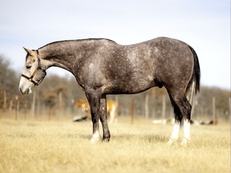 American Quarter Horse Wałach 9 lat 152 cm Siwa jabłkowita in Cisco, TX