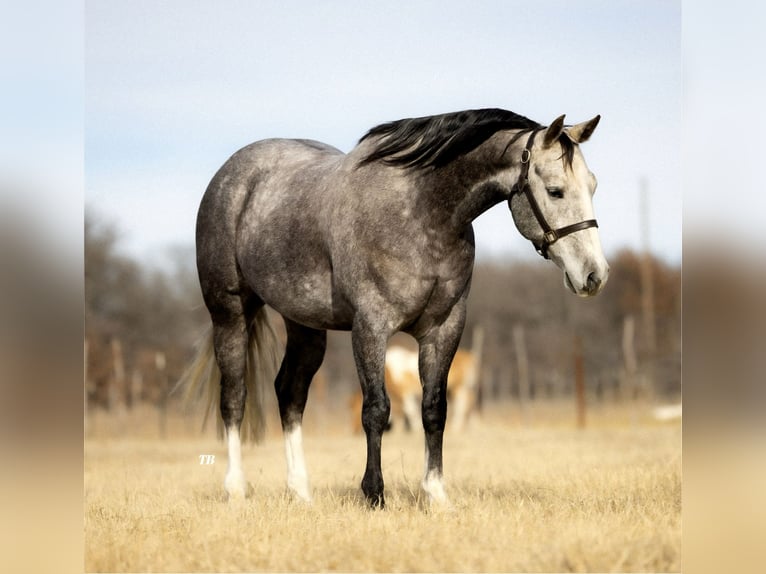 American Quarter Horse Wałach 9 lat 152 cm Siwa jabłkowita in Cisco, TX