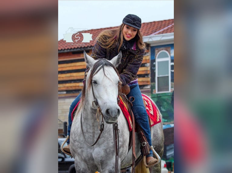 American Quarter Horse Wałach 9 lat 152 cm Siwa jabłkowita in Hardinsburg IN