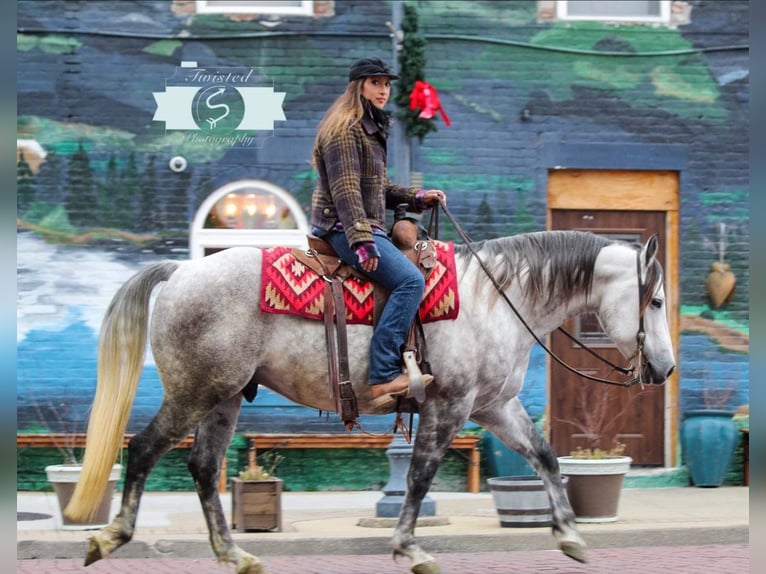 American Quarter Horse Wałach 9 lat 152 cm Siwa jabłkowita in Hardinsburg IN