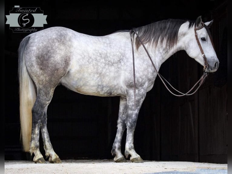 American Quarter Horse Wałach 9 lat 152 cm Siwa jabłkowita in Hardinsburg IN