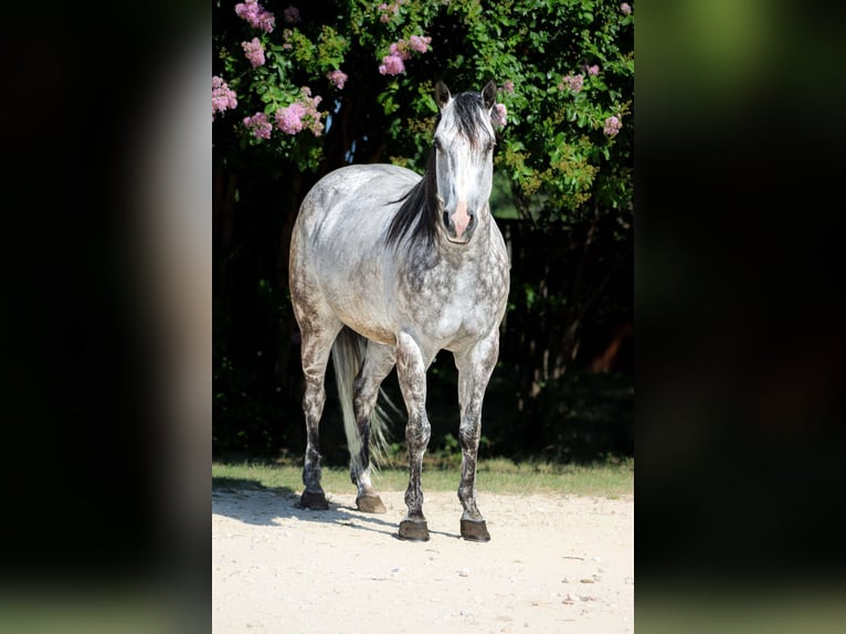 American Quarter Horse Wałach 9 lat 152 cm Siwa jabłkowita in Stephenville TX