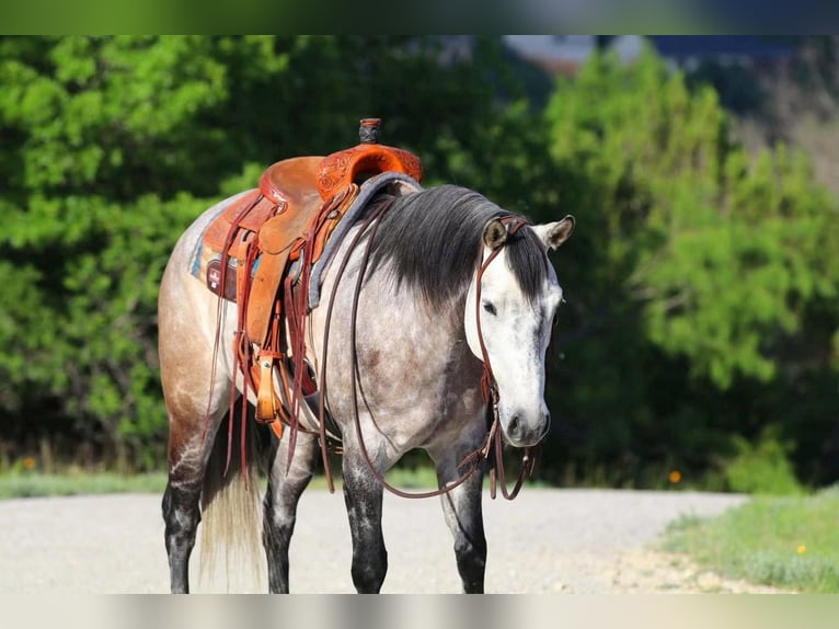 American Quarter Horse Mix Wałach 9 lat 152 cm Siwa in Joshua, TX